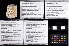 Foto (Objket + Etiketten) von Culmenformosa glaessneri (Robins, Feldmann & Schweitzer, 2013) 